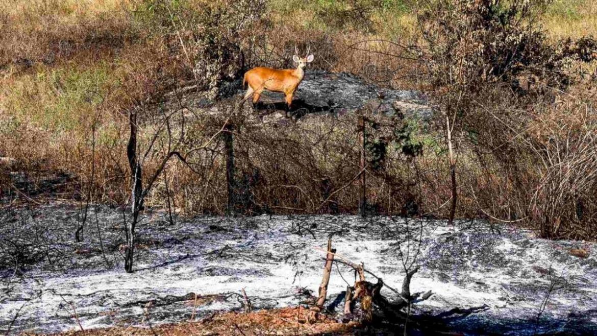 Pantanal em alerta cinzas de queimadas ameaçam ecossistema e saúde humana - Revista Incêndio